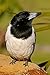 Produktbild Black and White Butcherbird Journal: 150 Page Lined Notebook/Diary