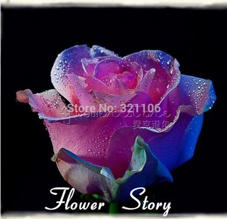 20 Samen Rose Blau Rosa bunte Rosensamen