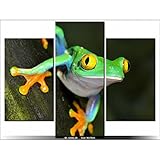 Art-Gallery XXL - 70 x 90 cm - Nature - Rana - Cuadro Multi...