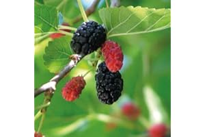 BAUMSCHULE WEDROWSKI W Black Mulberry 2L Garden Plant with Beautiful Flowers - The Perfect Decoration for Your Property - For Beginners and Professional Gardeners - Delicious and Healthy Fruit