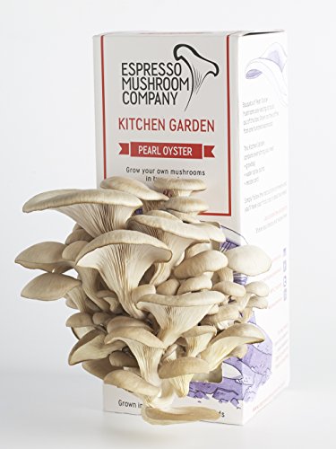 Austernpilze-Gemüsegarten zum selber Züchten – Das Kitchen Garden- Anbau-Kit - 4