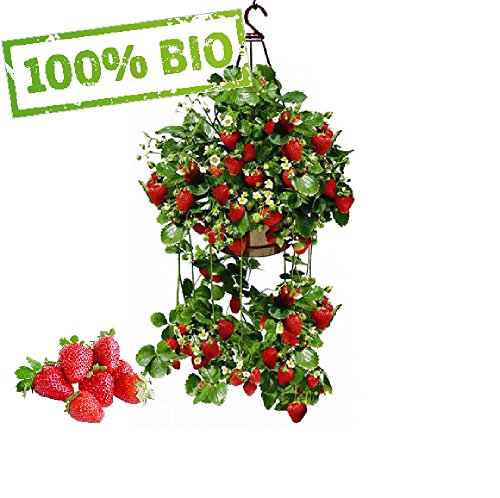 Frühtragende Hänge-Erdbeeren Frische Pflanzen mit großen Früchten. Wahlweise 3 oder 6 Pflanzen (3)