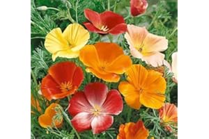 PAGANO DOMENICO E FIGLI SEMENTI DAL 1954 PAPAVERO DELLA CALIFORNIA - ESCOLZIA NR.100 SEMI