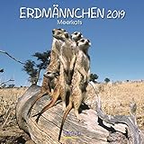 Erdmännchen (BK) 226619 2019: Broschürenkalender mit Ferienterminen. Lustige Bilder der witzigen kleinen Tiere. 30 x 30 cm by 