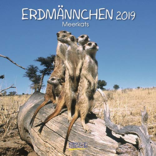 Erdmännchen (BK) 226619 2019: Broschürenkalender mit Ferienterminen. Lustige Bilder der witzigen kleinen Tiere. 30 x 30 cm