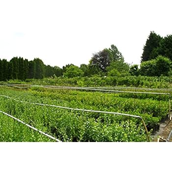 Mispelbaum - Eriobotrya Japonica - perfekt für Marmelade
