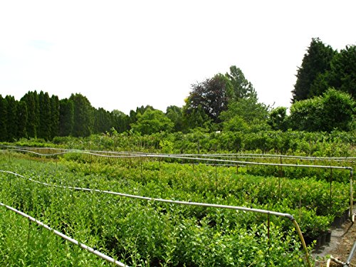 Schwarze Maulbeere, Maulbeerbaum Halbstamm, Morus nigra, Obstbaum winterhart, schwarz, im Topf, 60 – 80 cm - 2