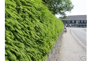 MUELLER MUENCHEHOF PFLANZEN GMBH 10 Stück Heckenfichte 60 bis 80 cm