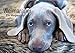 Produktbild Weimaraner - Ein Welpenjahr (Wandkalender 2019 DIN A2 quer): Das erste Lebensjahr eines Weimaraners (Monatskalender, 14 Seiten ) (CALVENDO Tiere)