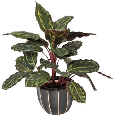 Catral Germany Plant Decoration, Galatea Cebra 49 cm, green, 50 x 14 x 14 cm, 74010016