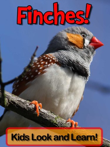 Finches! Learn About Finches and Enjoy Colorful Pictures - Look and Learn! (50+ Photos of Finches) (English Edition) livre
