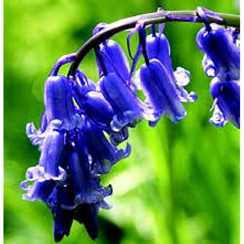 Amazon.co.uk bluebell bulbs