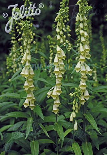 Digitalis lutea, Large 3lt (17cm) Pot, Perennial Straw foxglove Plant, Evergreen Perennial Plant, Hardy,