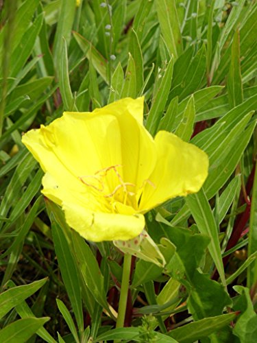 Oenothera missouriensis – Nachtkerze, 3 Pflanzen - 9