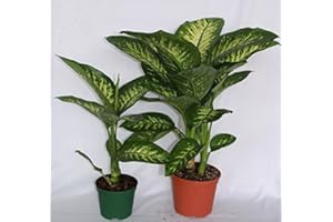 GUOML Difenbaquia Tropic (Maceta 17 cm Ø) - Planta viva de interior