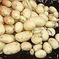 Maris Piper X10 Seed Potatoes,All Rounder Potato Variety