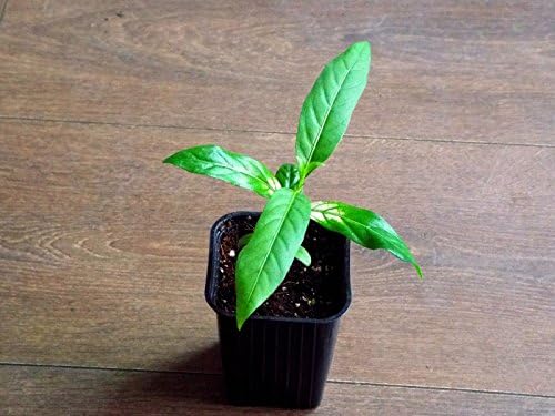 Variegated Noni (Morinda Citrifoliia) Variegated form PLANT