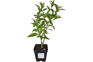 DECOALIVE Dama de Noche Planta Natural de Exterior