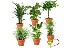 BLUME IDEAL Set de 6 Plantas “Apto para Mascotas”, +/- 30–60 cm, ø 12–15 cm maceta, Palmera de Salón, Planta de Plátano, Palmera Areca, Árbol del Dinero, Calatea, Cinta, no tóxico y apto para mascotas