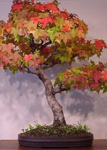 Tropica - Bonsai - Amberbaum (Liquidamber styraciflua) - 100 Samen