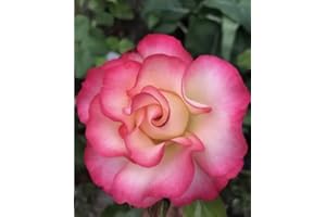 GENERIC Birthday Girl - 3 Lt Potted Floribunda Garden Bush Rose -Pink & White,Gift Idea