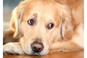 EDITION COLIBRI 'lentikular della Cartolina con immagine/wackel della Cartolina: entspannter Golden Retriever dorme un "