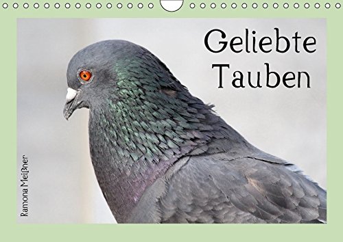 Geliebte Tauben (Wandkalender 2018 DIN A4 quer): Ausdrucksvolle Momente wunderschöner Stadttauben (Monatskalender, 14 Seiten ) (CALVENDO Tiere) [Kalender] [Apr 01, 2017] Meißner, Ramona