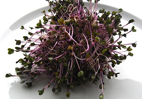 BIO-Keimsprossen „Rosa Kohlrabi“ 100 g Samen - 4