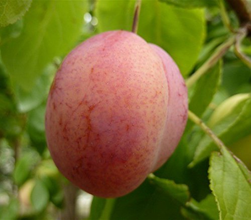 Angebot! Königin Viktoria, Pflaume Buschbaum 120-150 cm, im 10 Liter Topf, Unterlage: St. Julien A - 3