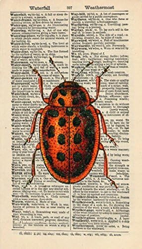 VINTAGE RED BEETLE ART PRINT - ANIMAL ARTWORK - VINTAGE ART PRINT - INSECT ART - Illustration - GIFT - Vintage Dictionary Art Print - Wall Hanging - Home Décor - Housewares - Book Print - 376Bf