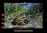 Schildkröten-Jahreskalender 2019: Herausgegeben von Thorsten Geier by 