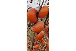 3 sticklingar - Honan Kaki Red (Persimmon)