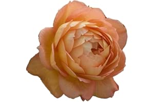 Lady Of Shallot®, rosa viva di Rose Barni®, rosa in vaso English Roses®, fiori grandi a coppa, profumati, colore arancio rame e giallo, cod. 71162