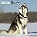 Produktbild Siberian Husky Calendar 2019 (Square)