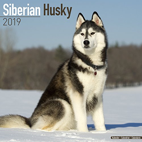 Preisvergleich Produktbild Siberian Husky Calendar 2019 (Square)