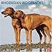 Rhodesian Ridgebacks, Broschürenkalender 2011 by 
