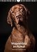 Magyar Vizsla im Portrait (Wandkalender 2017 DIN A4 hoch): Der Magyar Vizsla im Portrait. Jeden Monat ein neues, schönes Portrait dieser tollen Jagdhunde. (Monatskalender, 14 Seiten) (CALVENDO Tiere) by