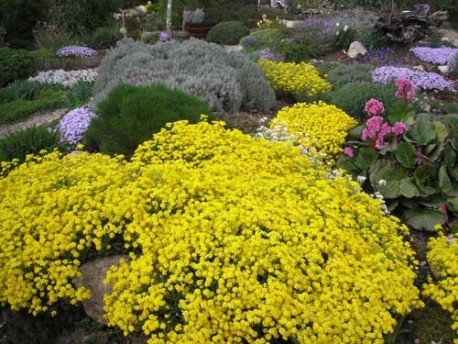 Steinkraut gelb 100 samen, Alyssum -Das Steinkraut darf in keinem sonnigen Garten fehlen !
