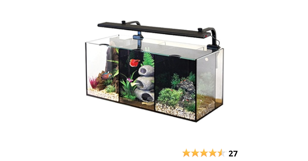 betta trio tank