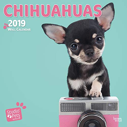 Télécharger Chihuahuas By Studio P 2019 Square Wall Calendar Livre PDF Gratuit