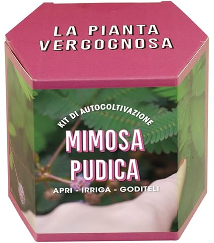 Mimosa Pudica Sensitiva - Pianta In Vaso 10 Cm, Foglie Che Si Chiudono Al Tocco