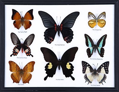 Eight Framed Butterflies, Mounted Under Glass, Assorted Butterfly Taxidermy Wall Frame Ideal to Display in the Home or Office 230 x 250 x 25mm