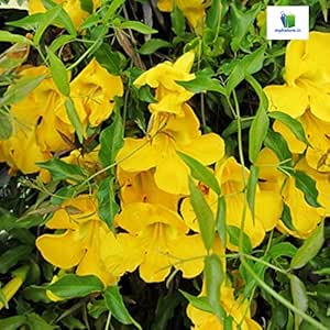 Amazing Store Dolichandra Unguis Cat S Claw Plant Amazon In Garden Outdoors