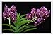 Produktbild Metall Poster Blechschilderplatte Blechschild Plakat Flower Tin Sign Orchid Flower Leaf Black Background 42065 Retro Weinlese Kunstdrucke by hamgaacaan (20x30cm)