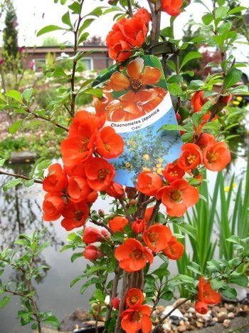 nordische Zitrone Chaenomeles japonica Cido -R- 30 - 40 cm hoch im 3 Liter Pflanzcontainer