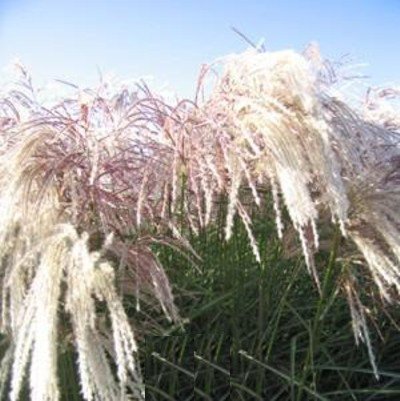 Chinaschilf ( Miscanthus sinensis KASKADE ) Tb9