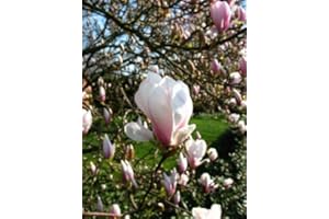 PLANTENWELT WIESMOOR rosa weiß blühende Tulpenmagnolie Magnolia soulangiana 80-100 cm hoch im 5 Liter Pflanzcontainer