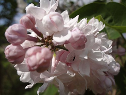 Flieder, Edelflieder Schöne von Moskau ® – Kräftige Pflanze im 3,5 lt.-Topf, 40-60 cm - 2