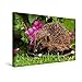 Produktbild Premium Textil-Leinwand 45 cm x 30 cm quer, Igel im Garten | Wandbild, Bild auf Keilrahmen, Fertigbild auf echter Leinwand, Leinwanddruck: Besuch im Futternapf (CALVENDO Tiere)