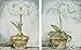 Produktbild Artland Poster Kunstdruck aufgezogen auf Holz-Platte Wand-Bild Tina Chaden Amaryllis vor Blau, Orchidee vor Blau Botanik Blumen Malerei Creme 49 x 39 x 1,2 cm A1LU